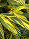 Alpinia zerumbet variegated